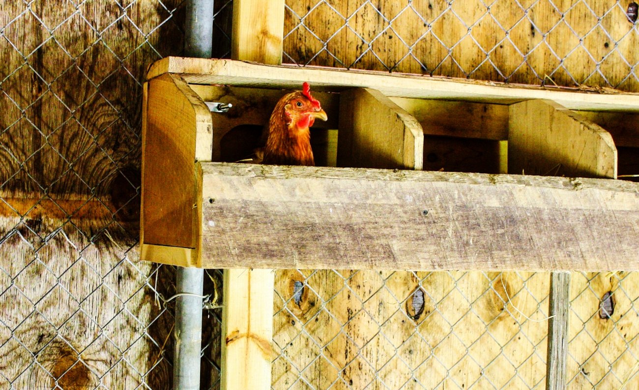 chicken at Harvest Table Farm