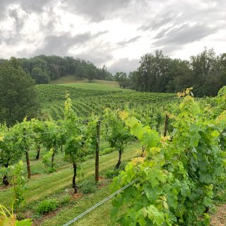 Addison Farms Vineyard on the Farm Tour