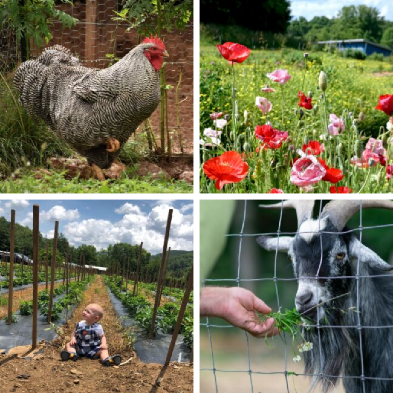 Winning photos from the Farm Tour photo contest