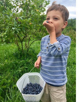 U-pick blueberries at River Road Farm in Franklin, NC
