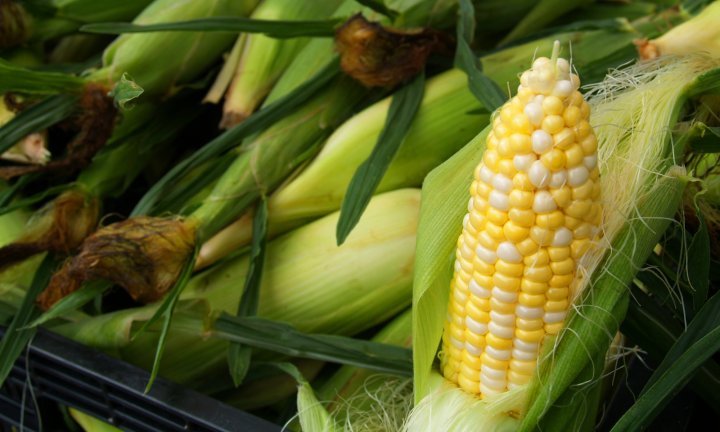 corn from McConnell Farms