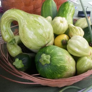 Summer squash