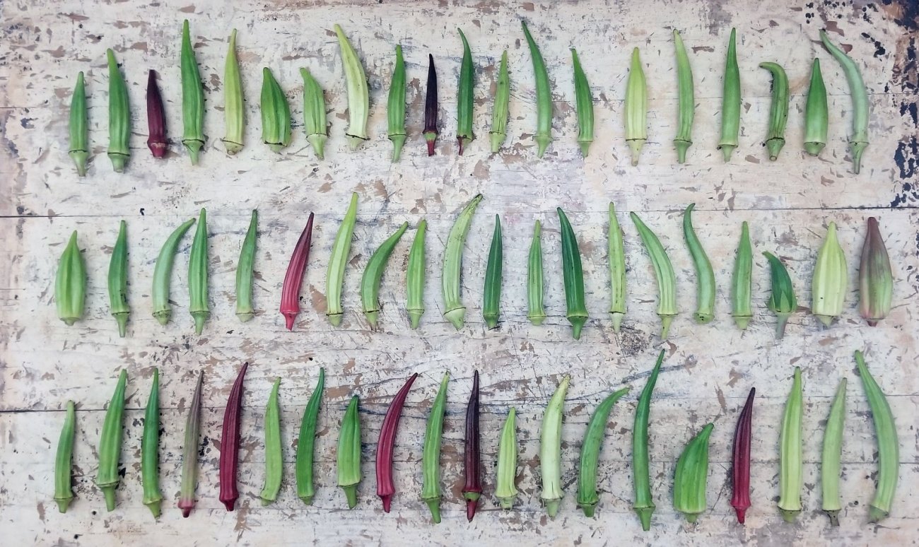 Okra, photographed by Chris Smith at Franny's Farm