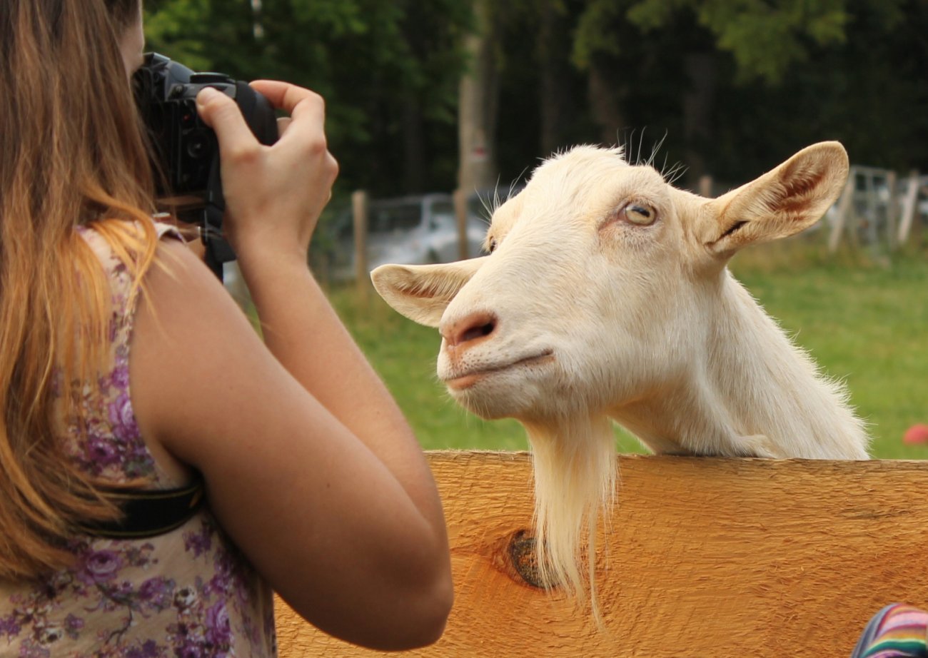 A photographer captures a smiling goat at Looking Glass Creamery