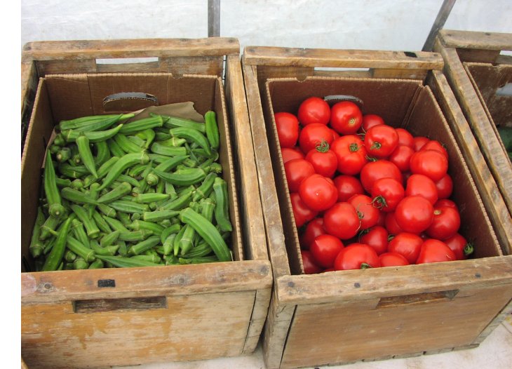 okra and tomatoes