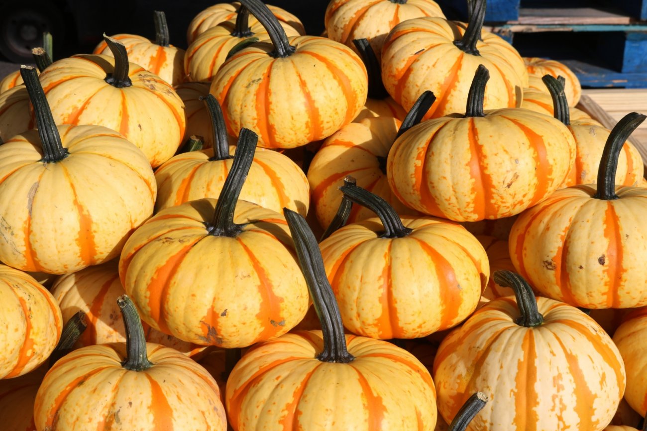 flame pumpkins at the WNC Farmers Market