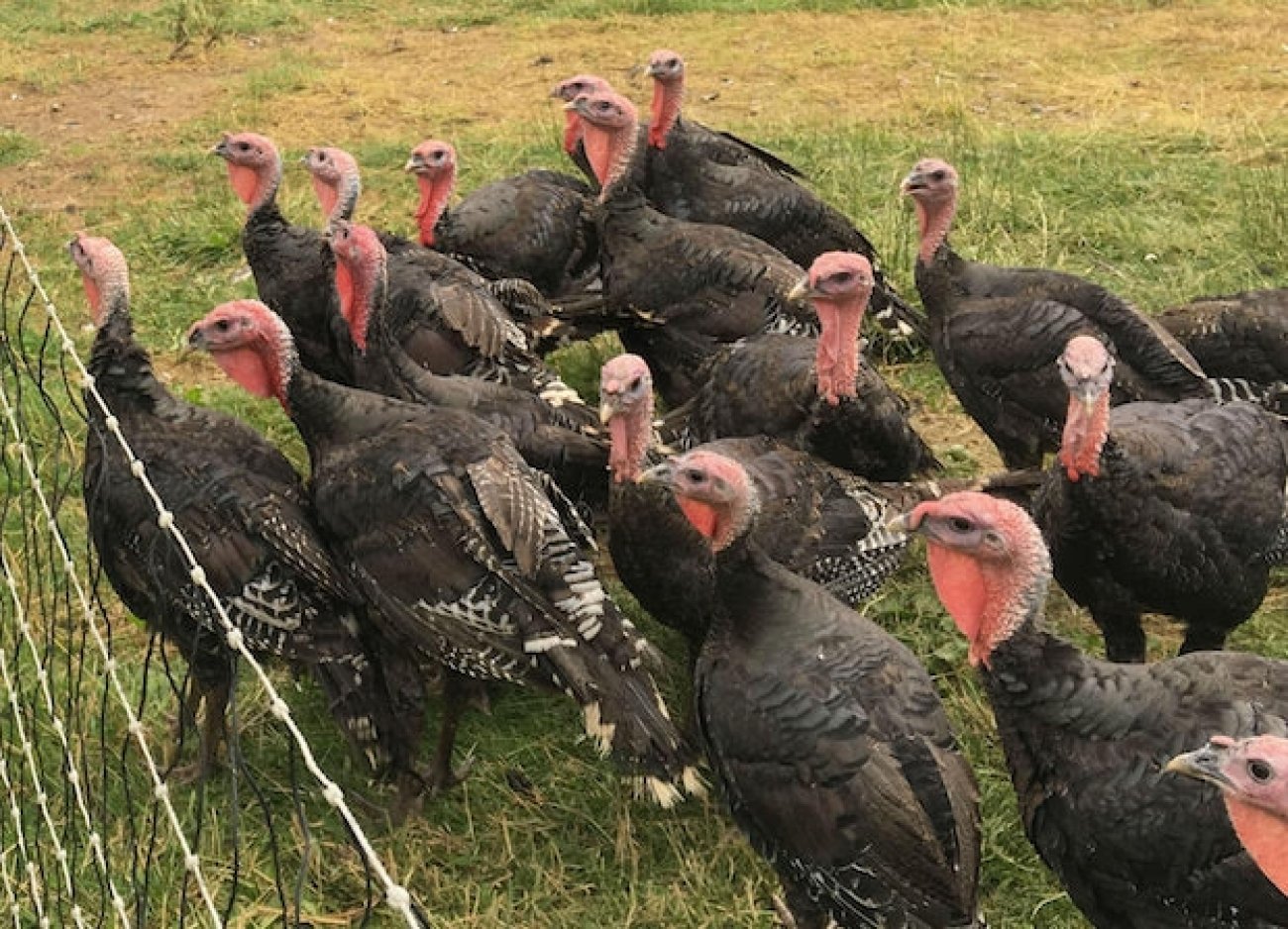 turkeys