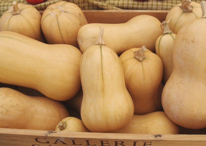 butternut squash