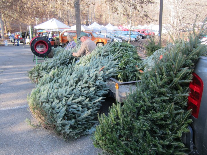 Christmas Trees at market