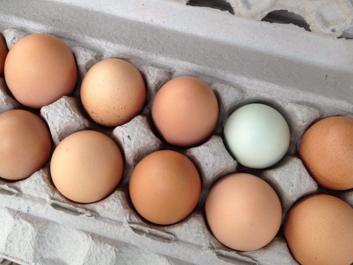 eggs