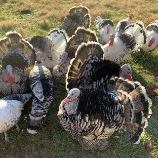 Heritage turkeys at Winding Stair Farm