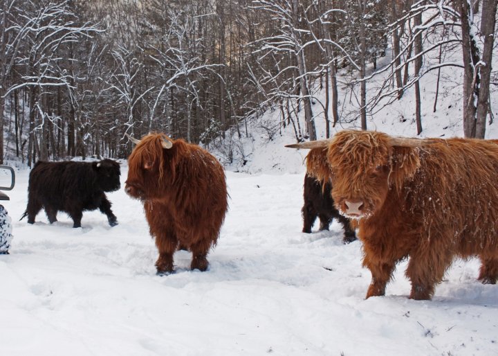 Scottish Highland Cattle in the snow