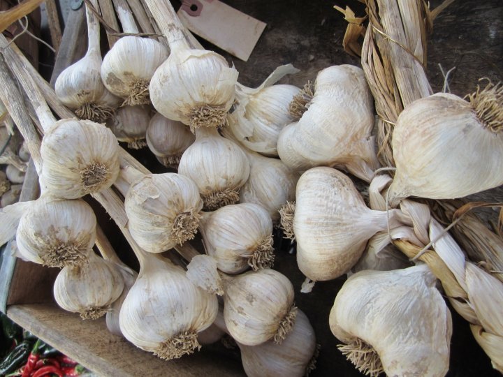 Garlic