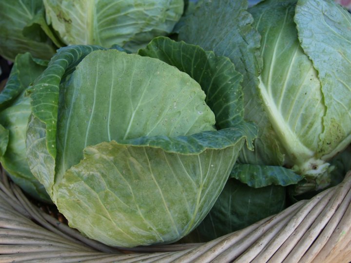cabbage