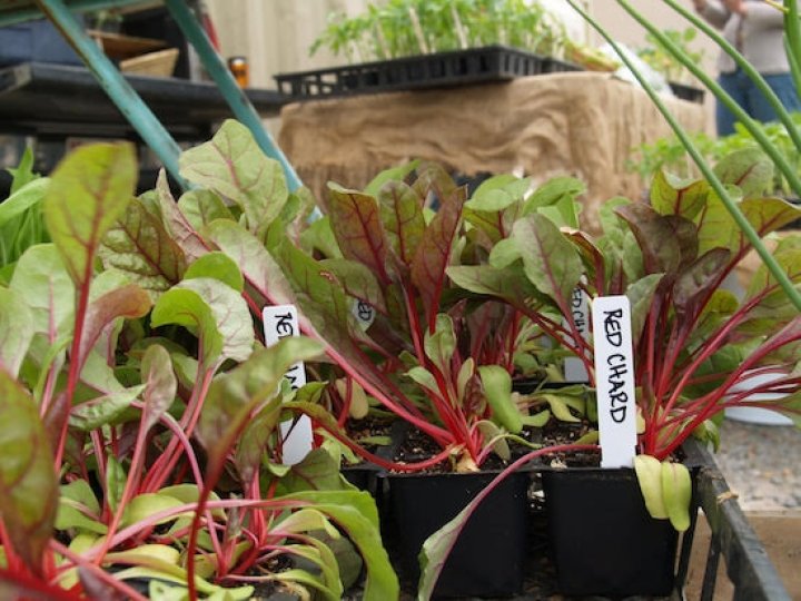 Swiss chard starts