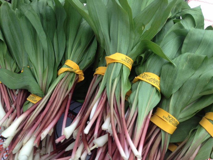 sustainably harvested ramps