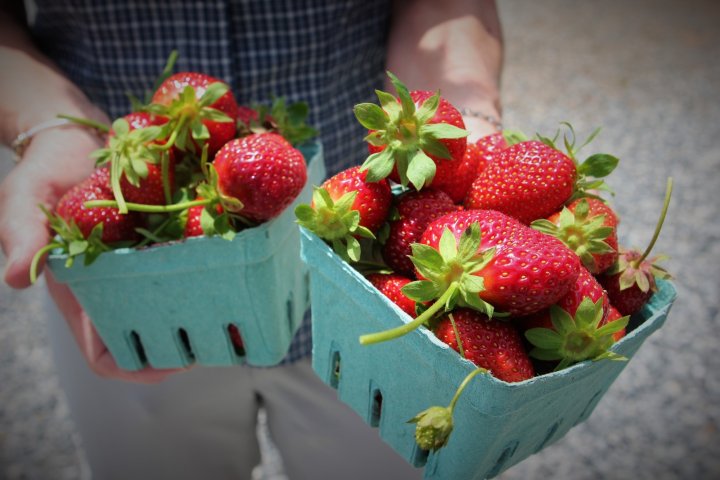 u-pick strawberries