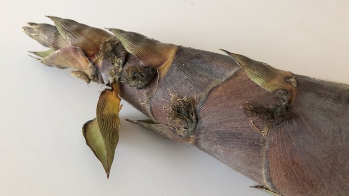 bamboo shoots