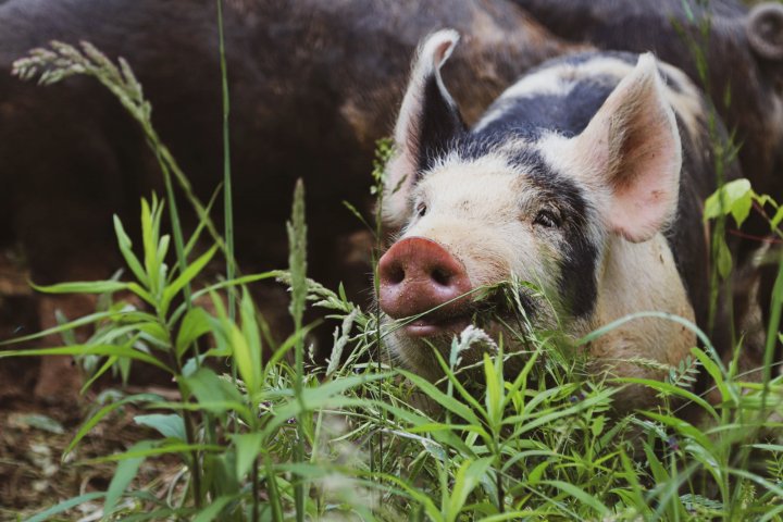 pig at Walnut Farms