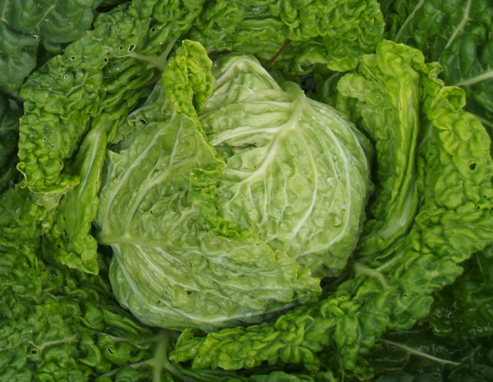 savory cabbage