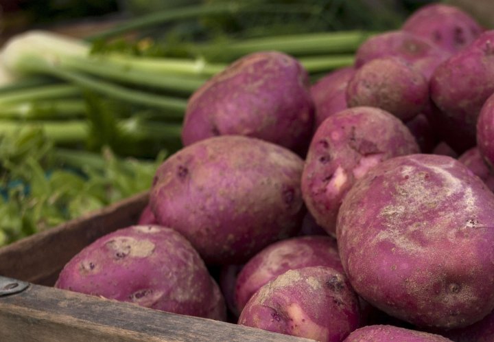 new potatoes from Ten Mile Farm