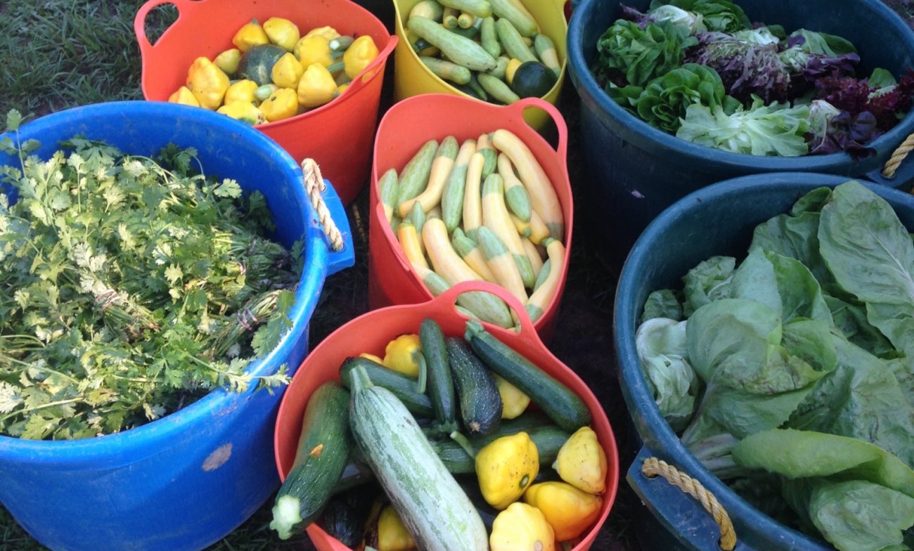 produce from Fiddler's Green Farm