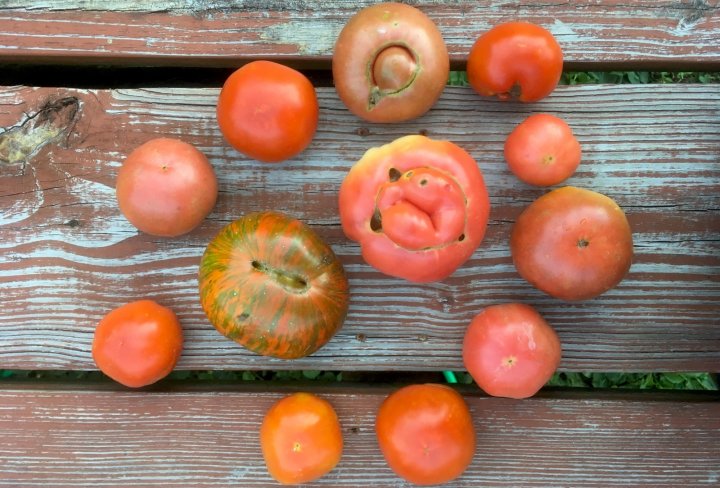 tomatoes