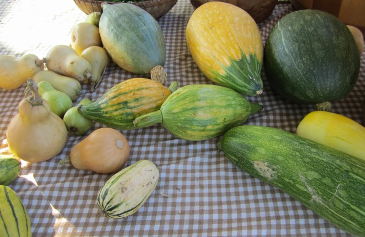 summer and winter squash