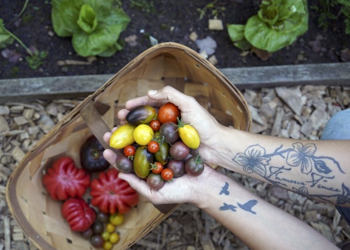 Harvesting tomatoes at Sunny Point Cafe. Photo by Alice io Oglesby