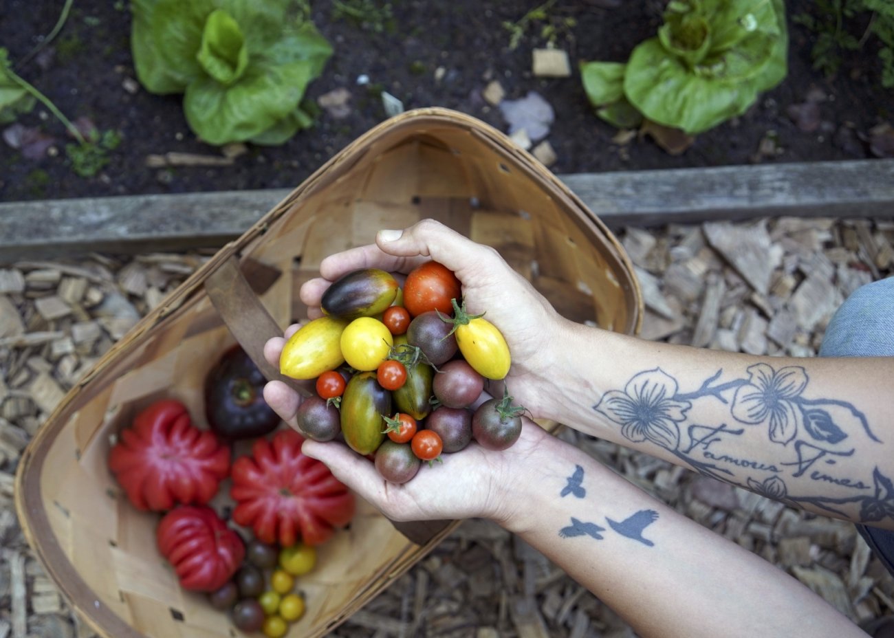 tomatoes from the Sunny Point Cafe garden