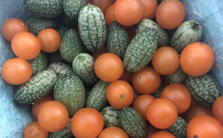 Mexican sour gherkins and cherry tomatoes
