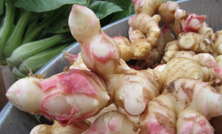 ginger