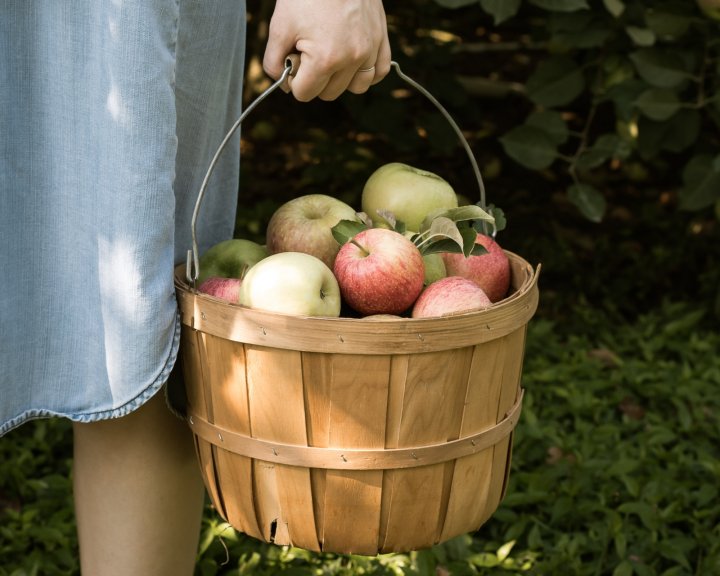 apple picking