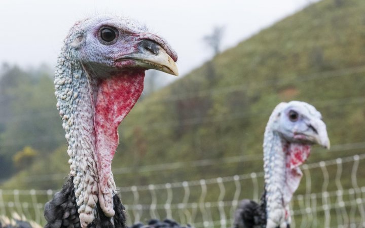 turkeys at Against the Grain Farm, photo by Houck Medford