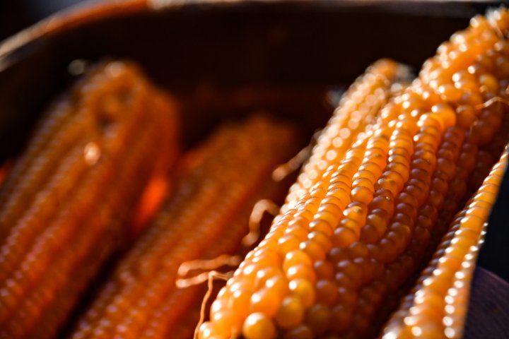 popcorn from Full Sun Farm