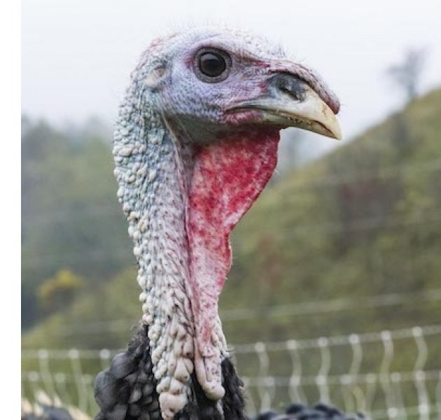 local turkey from Against the Grain Farm, photo by Houck Medford