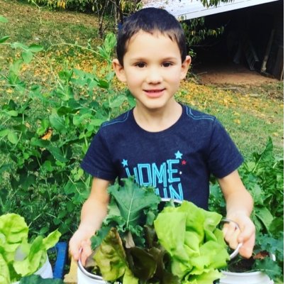 student at Weaverville Primary School harvesting lettuce