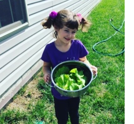 student at Weaverville Primary School harvesting lettuce