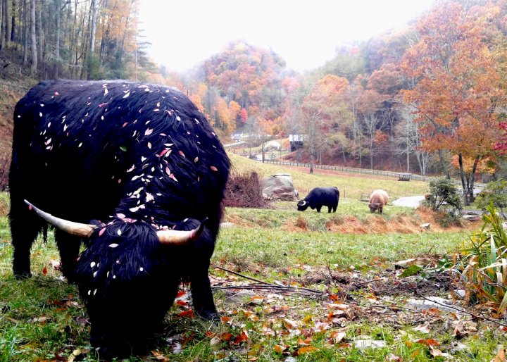 Scottish Highland cattle at Big Ridge Farm