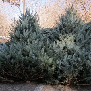 Local Fraser Firs