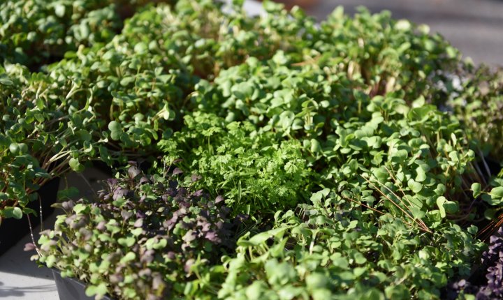 Asheville Microgreens, photo by Camilla Calnan Photography