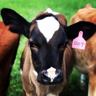 cows at Looking Glass Creamery