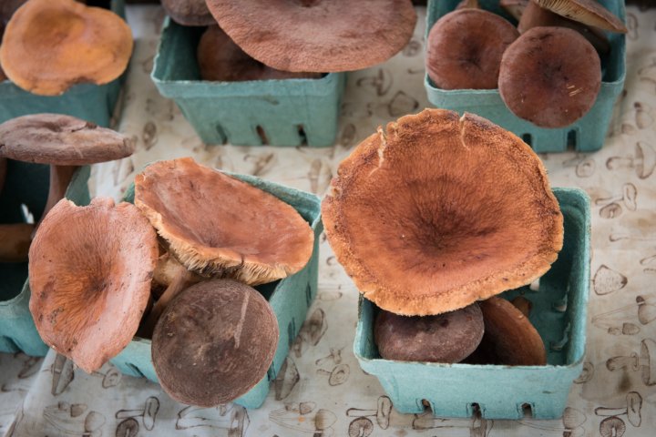 mushrooms from Asheville Fungi, photo by Camilla Calnan