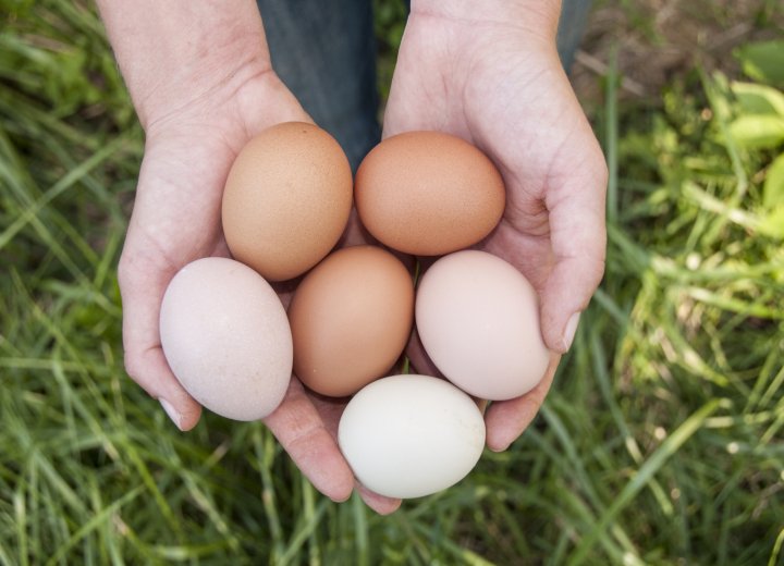 eggs from Dry Ridge Farm, photo by Sara Jones Decker