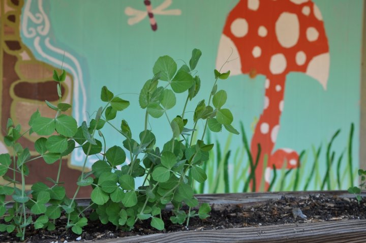school garden