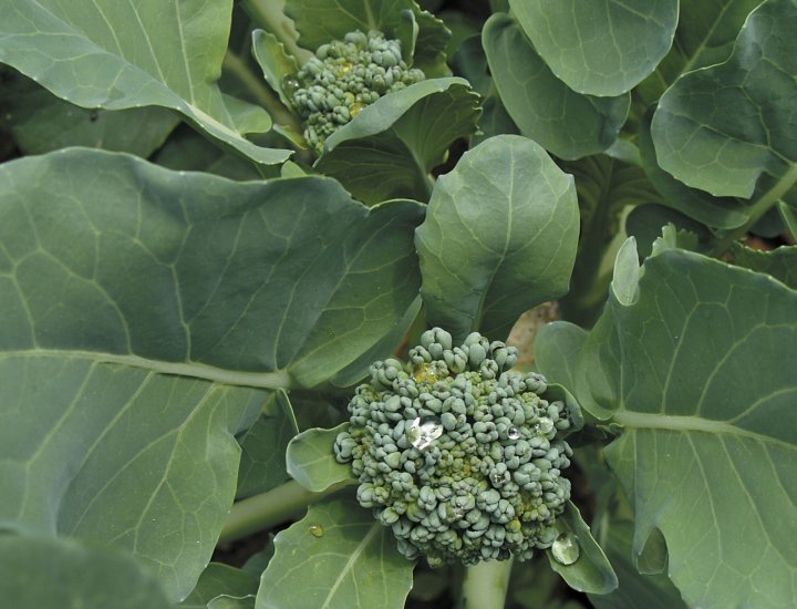 broccoli