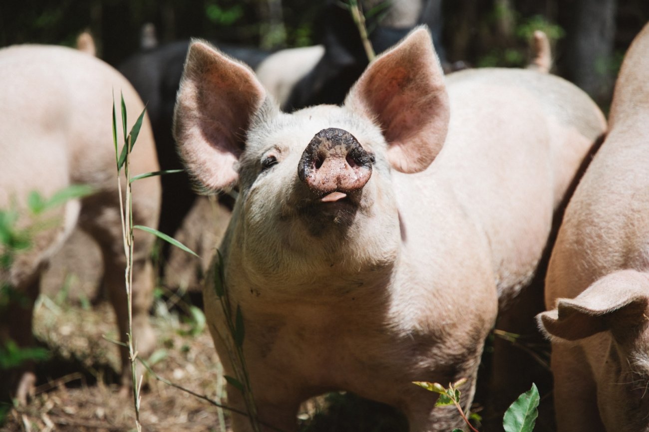 pigs at Rippetoe Farm