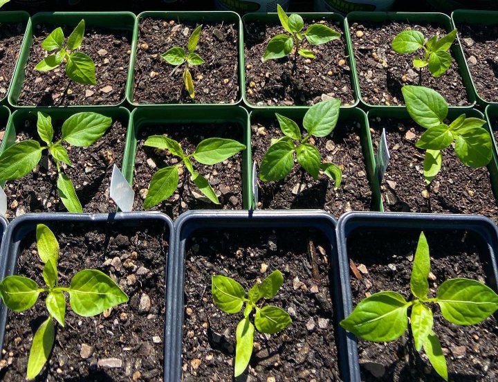 aji amarillo pepper plant starts from The AppaLatin Farmstead