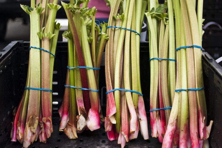 rhubarb