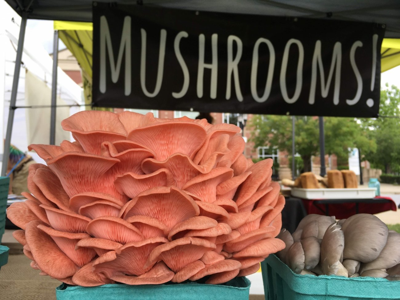 mushrooms from Black Trumpet Farm